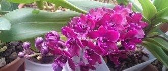 Beautiful blooming orchid