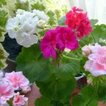 Causes of whitening of geranium leaves - a detailed description of the causes and methods of treatment