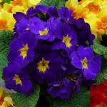 Primula acaulis mix