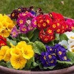 Perennial garden primrose. Planting and care, photos, cultivation, how many blooms, varieties 