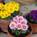 Perennial garden primrose: planting and care in open ground