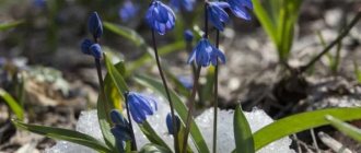 Scilla under the snow