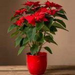 Poinsettia (poinsettia) or Christmas star: care at home, photo of a flower, how to make it bloom