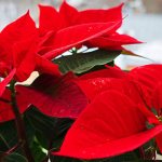 Poinsettia: home care after purchase and replanting