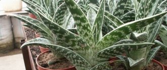 spotted aloe