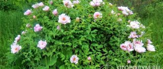 Lush, abundantly flowering bushes serve as a spectacular decoration for summer cottages and garden plots (photo by the author)