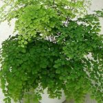 Maidenhair plant