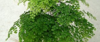 Maidenhair plant