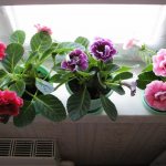 Gloxinia plant