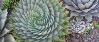 Plants with fleshy leaves