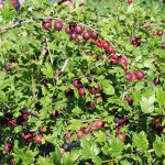 Gooseberry propagation: basic methods and recommendations