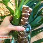 Yucca propagation