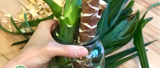 Yucca propagation