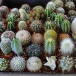 Variety of cacti