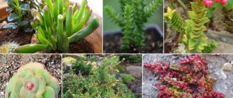 Varieties of Crassula