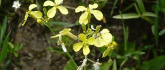 Wild radish