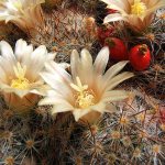 Cactus genus Mammillaria