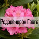 Рододендрон гаага уход