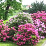 Rhododendron is represented by a wide variety of species