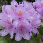 Rhododendron - care, soil selection, reproduction, wintering