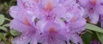 Rhododendron - care, soil selection, reproduction, wintering