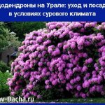 rhododendrons in the Urals care and planting