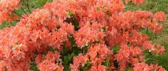 rhododendrons in the Moscow region planting and care