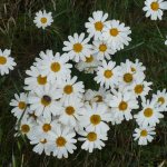 Chamomile is not demanding in terms of care, soil composition, and is frost-resistant.