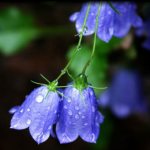 Dew on the bell.