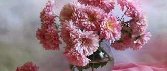 Luxurious chrysanthemums in a vase