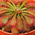 Sundew photo