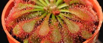 Sundew photo