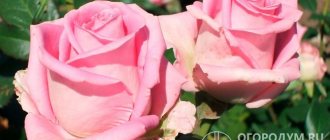 Rose &quot;Aqua&quot; (pictured) is a commercial variety that has earned great popularity among amateur gardeners