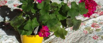 rosebud geranium