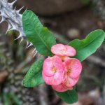 Pink inflorescence