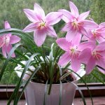 Pink marshmallows on the windowsill