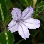 Ruellia