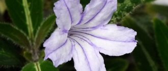 Ruellia