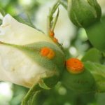 Rose rust: photos and treatment when fighting the disease