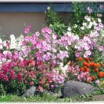 garden flowers