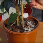 Sugar as a food for indoor plants