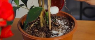 Sugar as a food for indoor plants