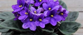 The most effective fertilizers for violets. Compositions for flowering plants and children 