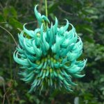 The rarest and most unusual flowers in the world (20 photos)