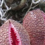 The most smelly plants in the world