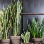 Sansevieria (49 photos): what does the “Mother-in-Law’s Tongue” or “Pike Tail” flower look like? Caring for it at home 