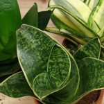 Sansevieria: home care, transplantation, diseases and pests