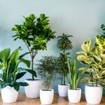 Houseplant seeds - how to choose and when is the best time to sow