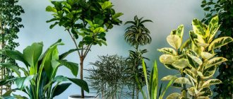Семена комнатных растений - как выбрать и когда лучше сеять