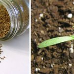 Houseplant seeds, how to grow